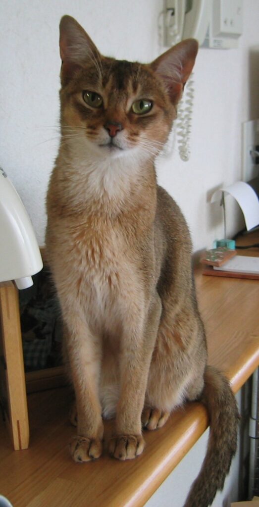 おすまし顔で座る猫の写真