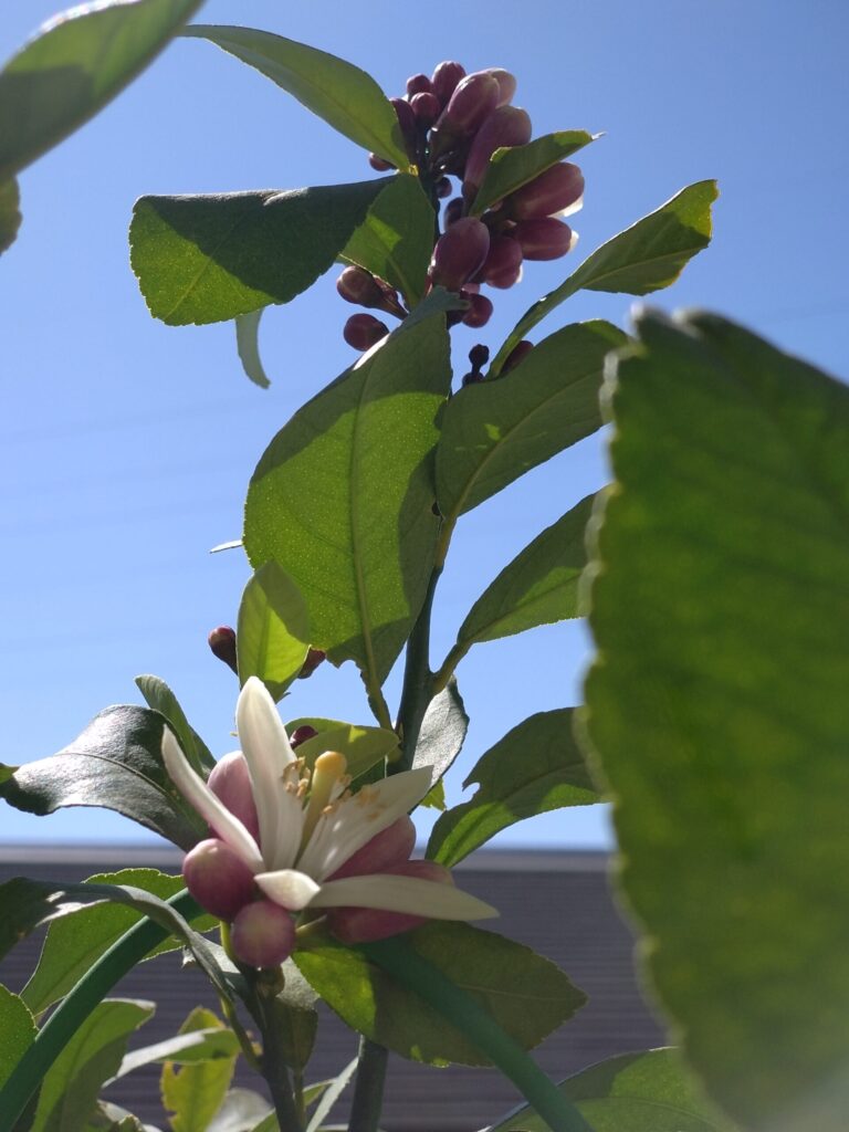 レモンの花とつぼみ