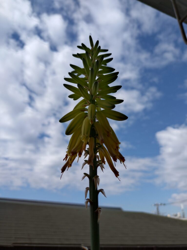 青空をバックに咲いているアロエベラの花