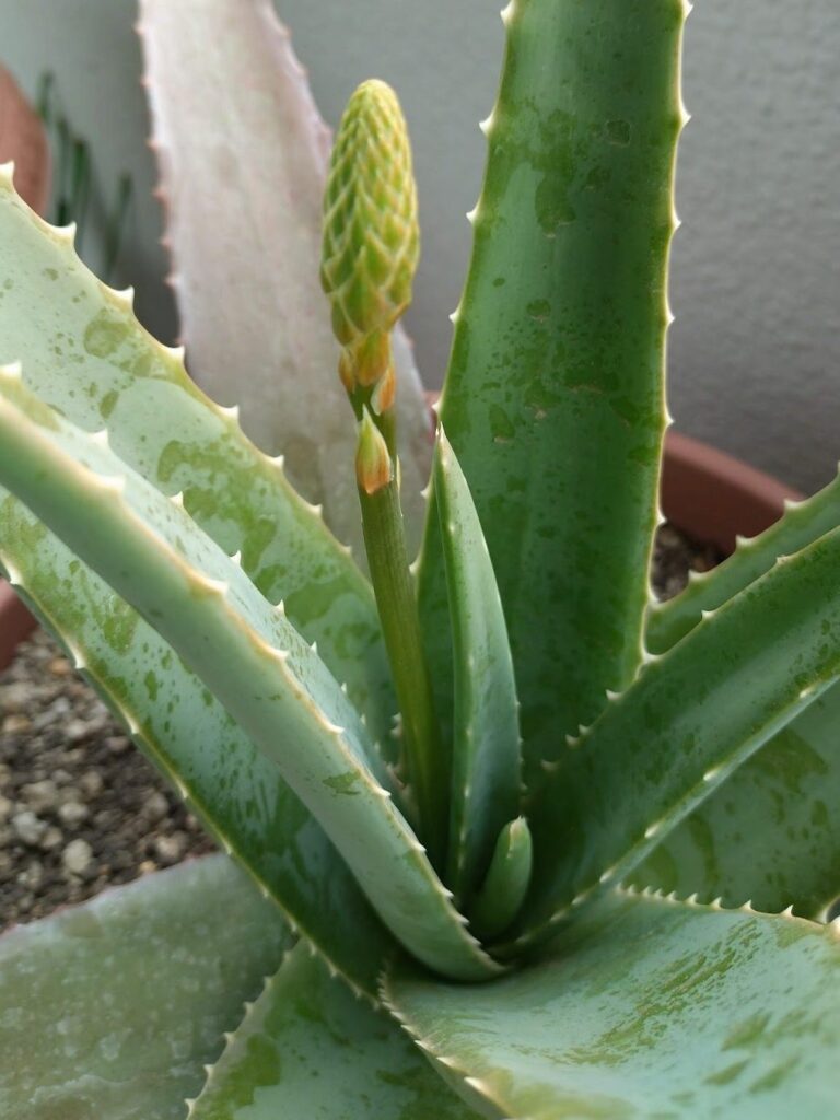 アロエベラの花芽
