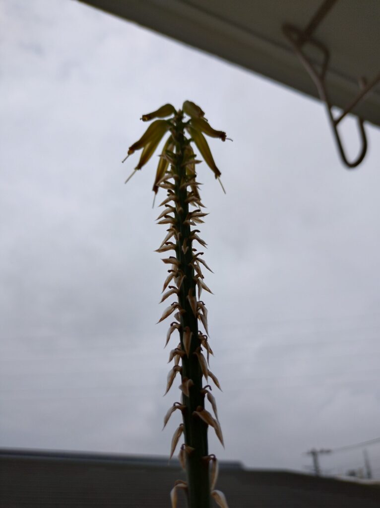 咲き終わりのアロエベラの花